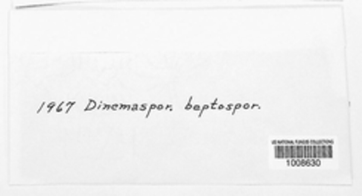 Phomatospora dinemasporium image